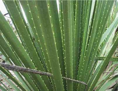 Texas sotol