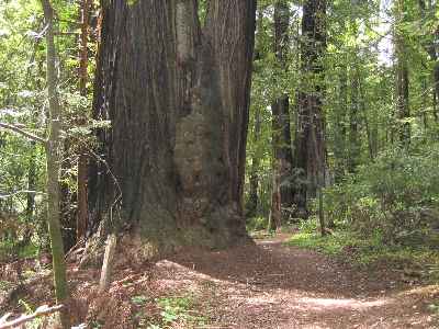 Redwood