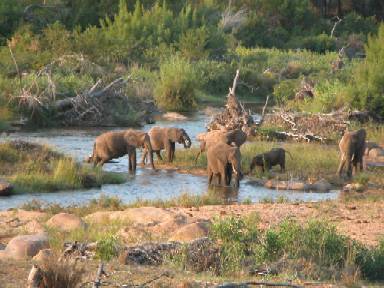 Elefants