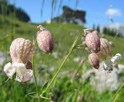 Blommor